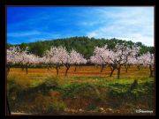  Almendros en Flor